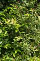 Calycanthus floridus IMG_0694 Kielichowiec wonny
